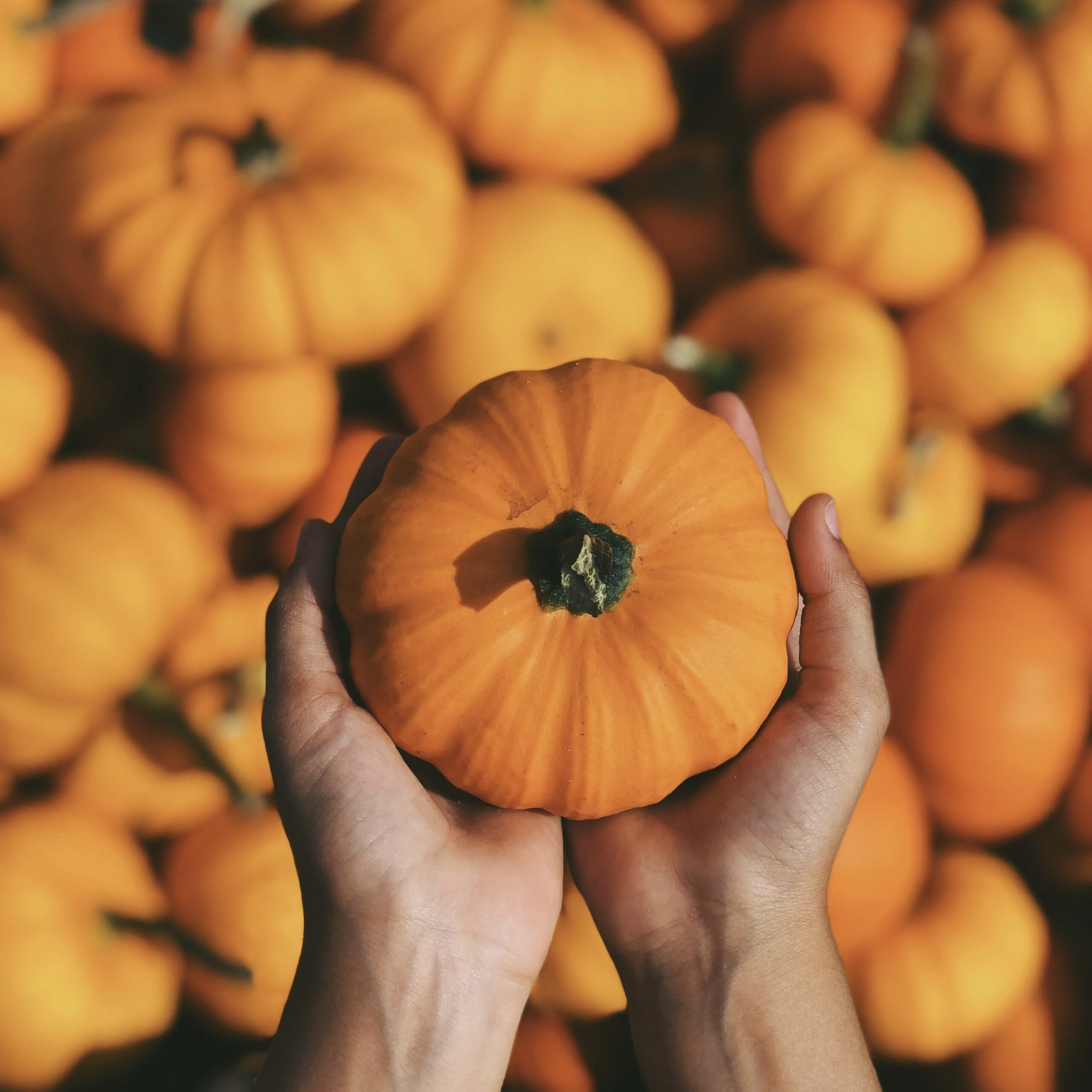 Get Ready For A Spook-Tacular Halloween
